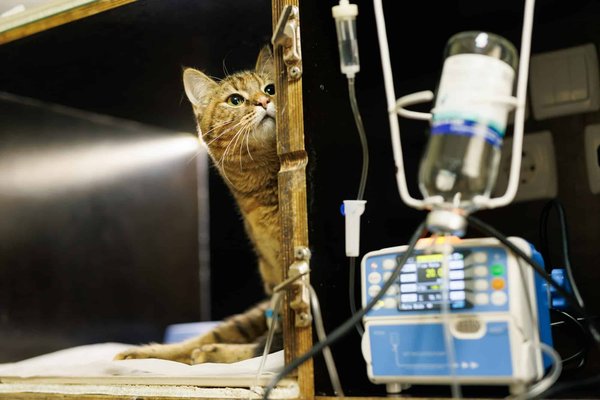 Les cautions à prendre avant d'acheter une peugeot 208